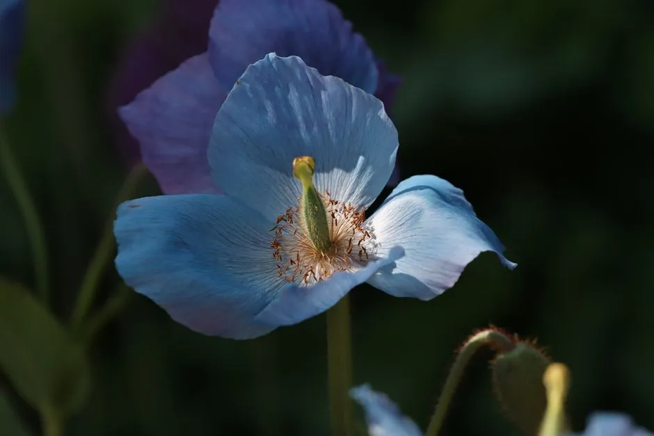 How to Grow Himalayan Blue Poppies in Cool Gardens